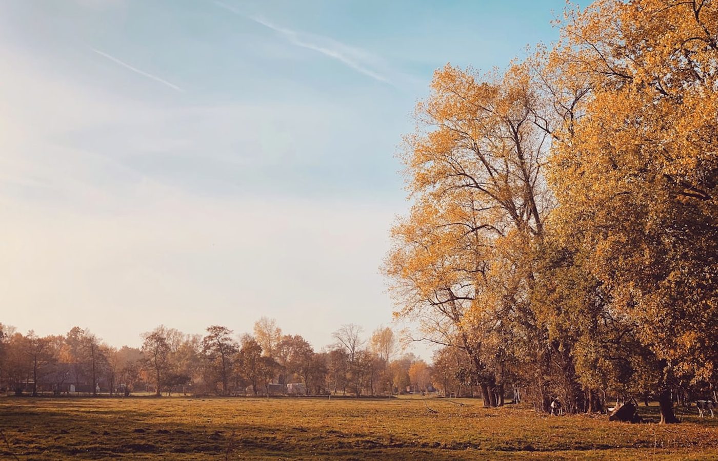 Oaks and open lawn in Hagley Park