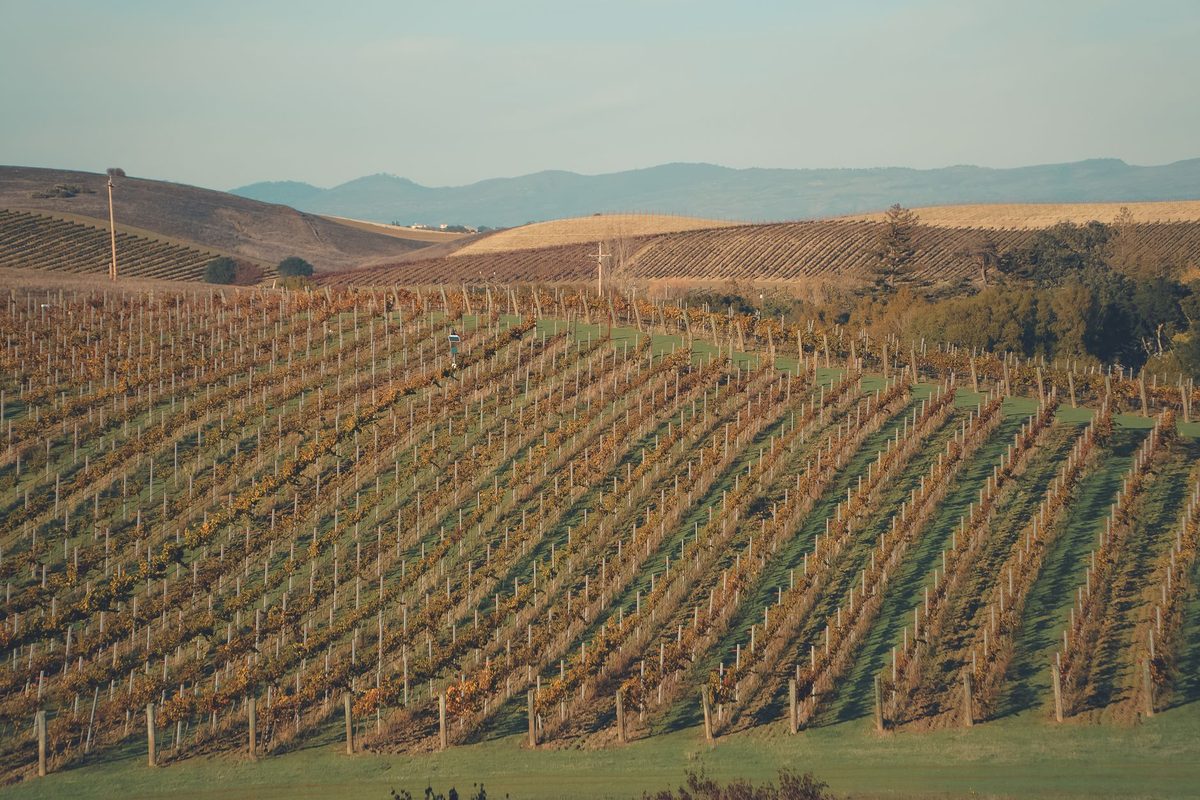 Vineyard rows in the Waipara valley